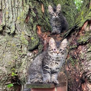 Meet your Posher, Wanda